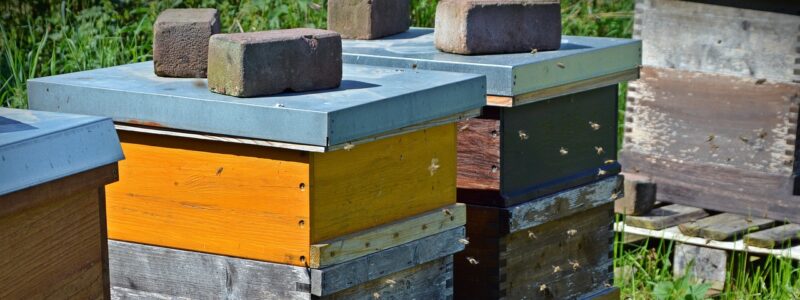 Parrainage de ruche : une solution innovante pour soutenir la biodiversité et les abeilles