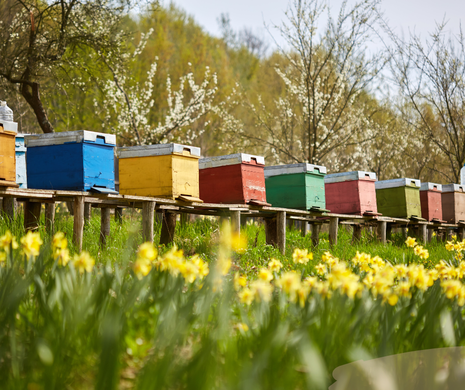 Parrainage de ruche : un geste concret pour la biodiversité